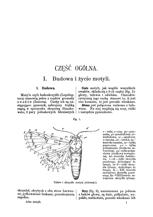 Atlas Motyli Dyakowski (3).jpg