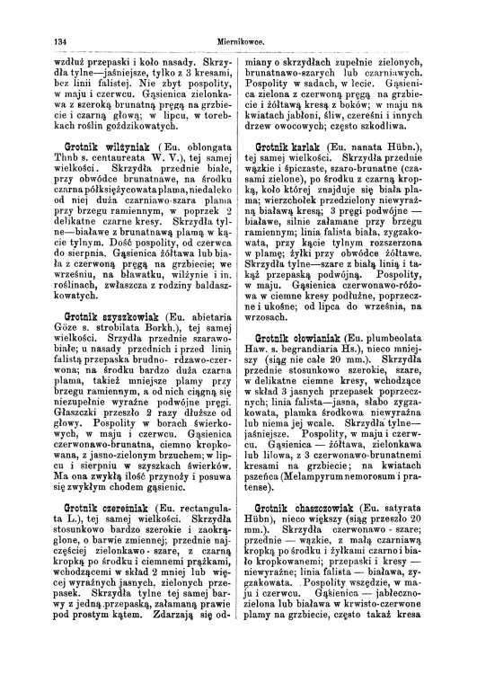 Atlas Motyli Dyakowski (10).jpg