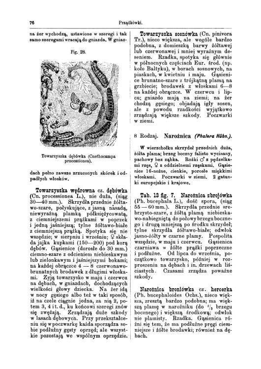 Atlas Motyli Dyakowski (11).jpg